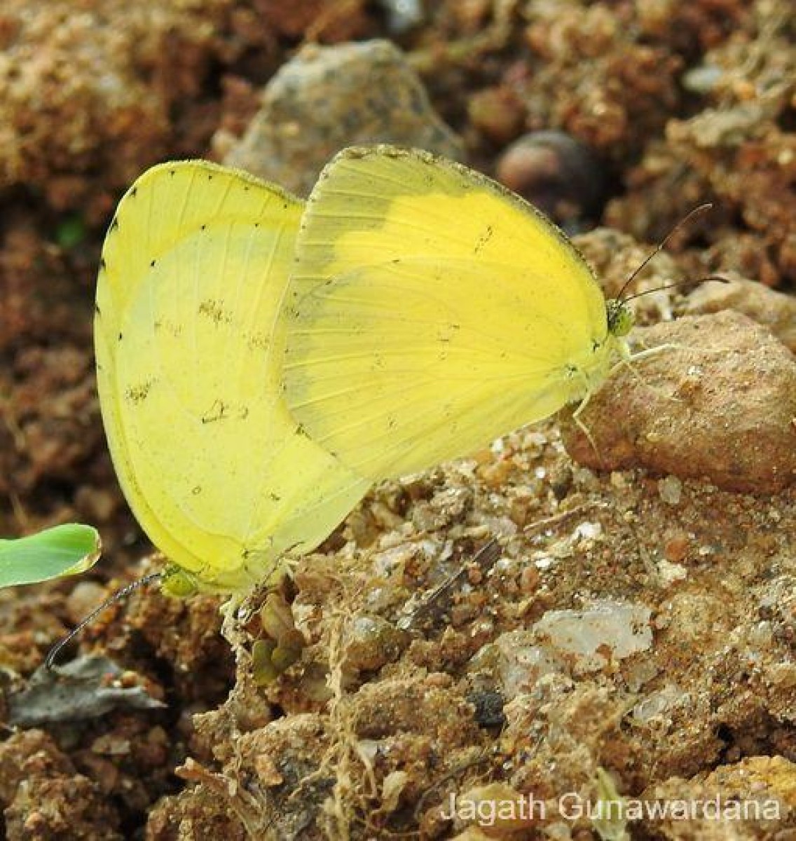 Eurema hecabe Linnaeus, 1764